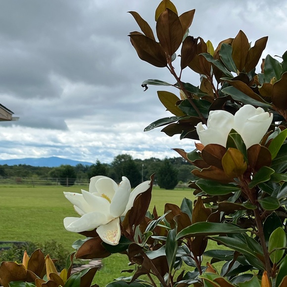 Meet Your Posher - Picture 2 of 3